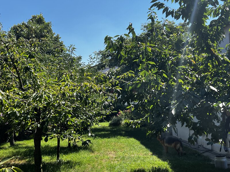 Corbeanca Tamasi